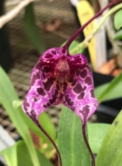Masdevallia Sunset Jaguar