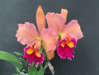 Blc. Robin Henry x Potinara Memoria Harriet George: Orchids By