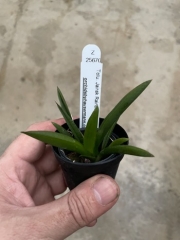 Tolumnia Jairak Rainbow hybrids