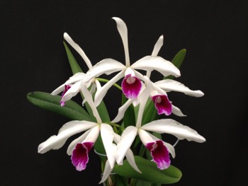 Laelia purpurata var. cinderosa: Orchids By Hausermann