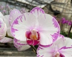 Phalaenopsis Hinamtsuri Rainbow Star