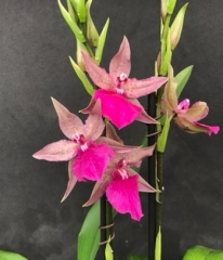 Odontonia Pacific Paranoia *The Other Side of Cool*