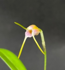 Masdevallia paivaeana