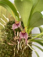 Masdevallia floribunda