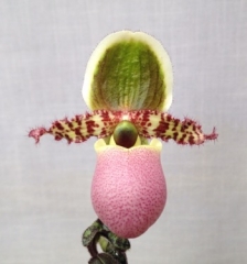 Paphiopedilum liemianum