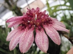 Bulbophyllum annamense