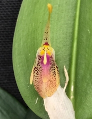 Restrepia muscifera