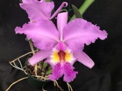 Cattleya lueddemanniana