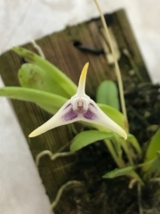 Masdevallia wendlandiana