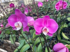 Phalaenopsis MS Pink Alice