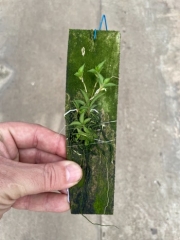 Tolumnia (hawkesiana x triquetra) mounted