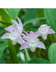 Dendrobium Suffusum (fragrant!!)