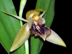 Coelogyne fimbriata (mounted)