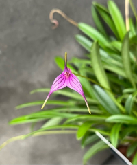 Masdevallia Violetta