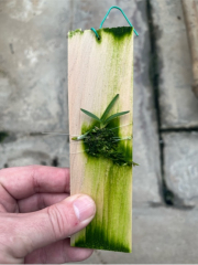 Rangaeris schliebenii (mounted)