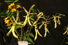 Renanthera citrina (mounted)