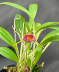 Masdevallia mystica