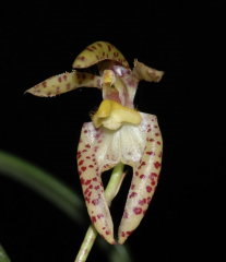 Bulbophyllum lasiochilum x self (mounted and fragrant)