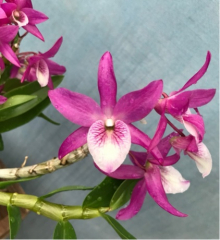 Dendrobium Rainbow Dance