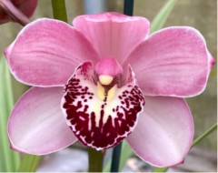 Cymbidium Rosy Wine