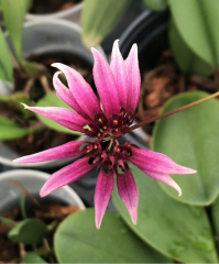 Bulbophyllum cumingii *Tower Grove* CBR/AOS