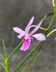 Neofinetia falcata x Vanda hookeriana