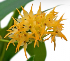 Bulbophyllum cephalophorum