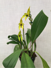 Bulbophyllum carunculatum *Magnifico* AM/CHM/AOS