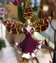 Odontocidium Everglades Elegance *Nancy Lee*