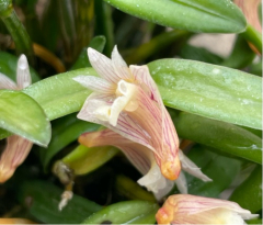 Dendrobium pachyphyllum (mounted)