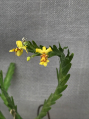 Lockhartia lunifera (mounted)