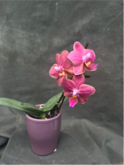 Phalaenopsis (Pinlong Cheris x Sogo Gotris) In Spike Now!! (Pretty foliage and lightly scented!!)