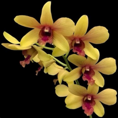 Dendrobium Thongchai Gold