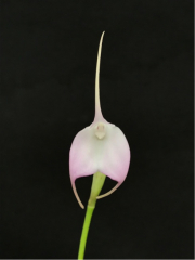 Masdevallia Alabaster