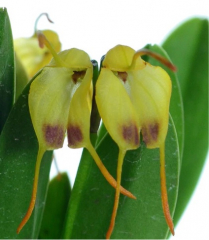 Masdevallia concinna