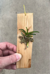Vanda testacea (mounted)