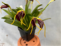 Masdevallia bicolor