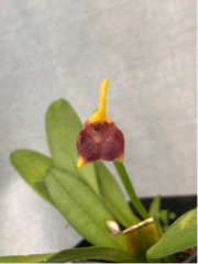 Masdevallia weberbaueri