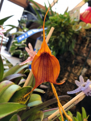 Masdevallia Prince Charming