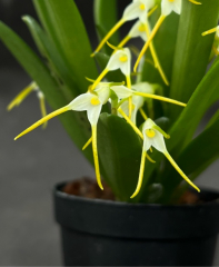 Masdevallia scabrilinguis