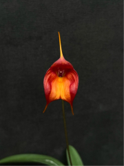 Masdevallia Circe