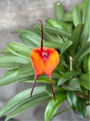 Masdevallia Dean Haas *Rosie*