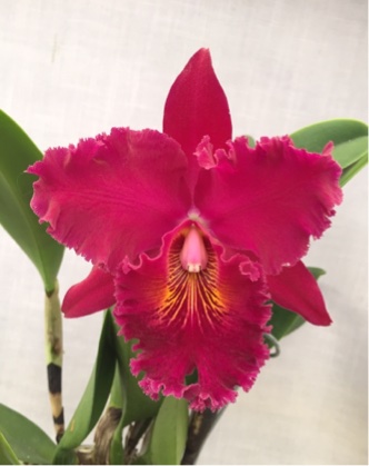 Blc. Chia Lin 'Shinsu #1' AM/JOGA: Orchids By Hausermann