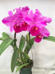 Lc. Bryan Wheeler 'Grandson' HCC/AOS