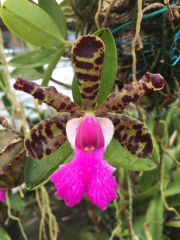 Cattleya aclandiae