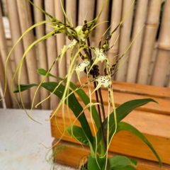 Brassia Aunty Diana Aki *Malika*