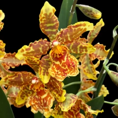 Odontocidium Golden Mirth *Filini*s Gold Dust*