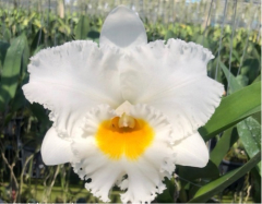 Blc. White Castle *PK*