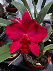 Potinara Ability Red *Sunset Memory* SM/JOGA