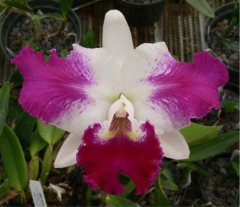 Lc. White Spark